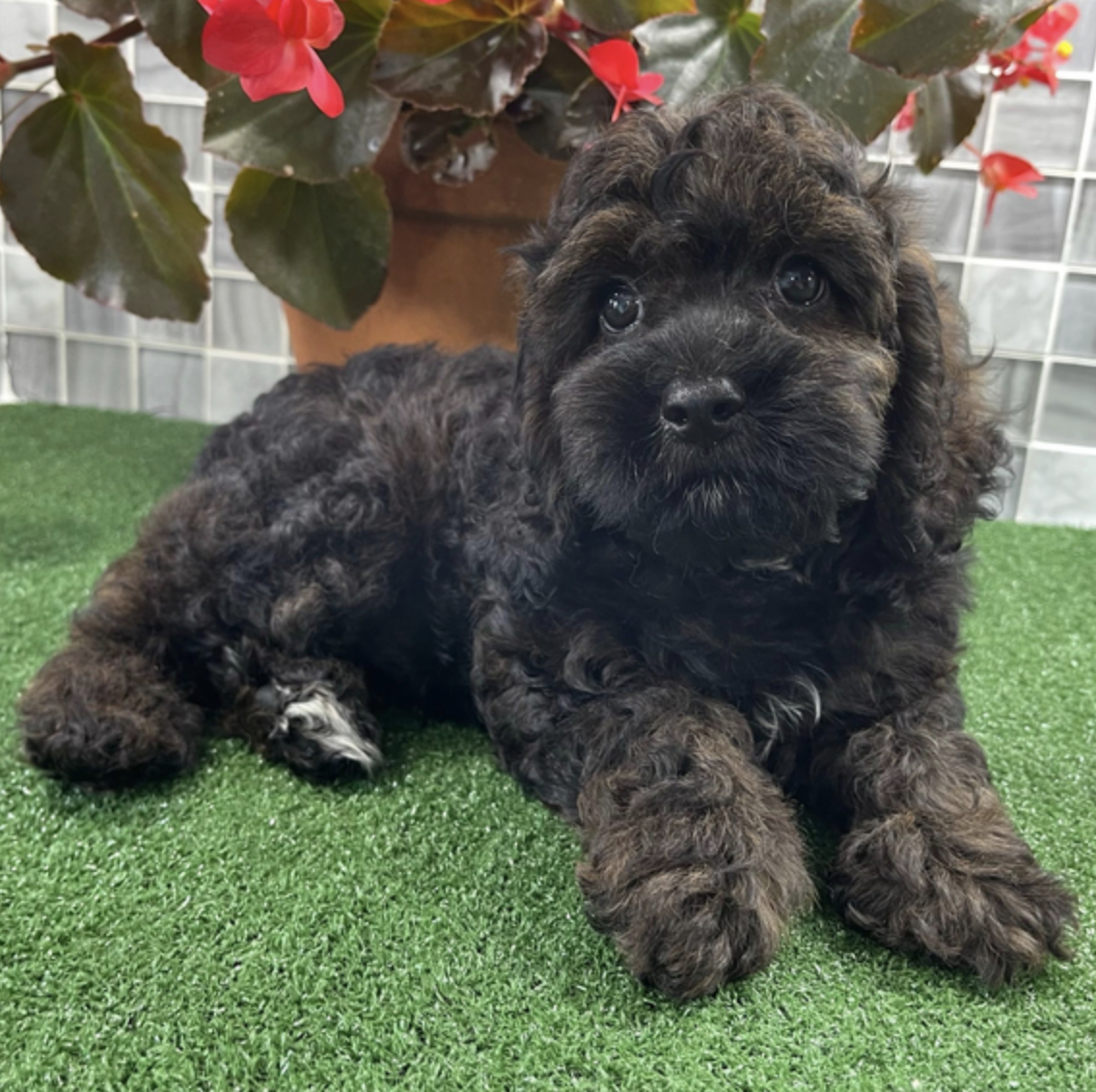 comprar cachorros sanos, baratos y asequibles para la venta